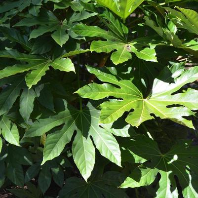 Lagerstroemia indica 'Catawba'