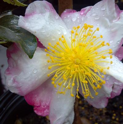 Rhododendron  'Autumn Embers'