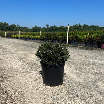 Ulmus parvifolia 'Bosque'