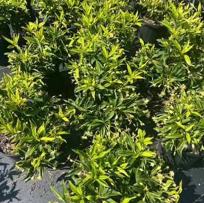 Ulmus parvifolia 'Frontier'