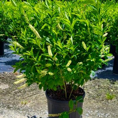 Gleditsia triacanthos 'Shademaster'