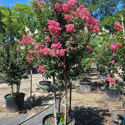Magnolia soulangiana 'Ann'