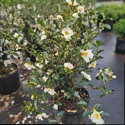 Berberis thunbergii 'Rose Glow'