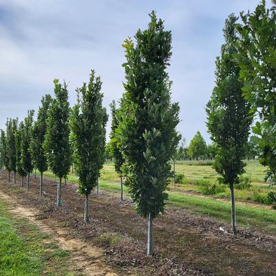 Acer rubrum 'Brandywine'