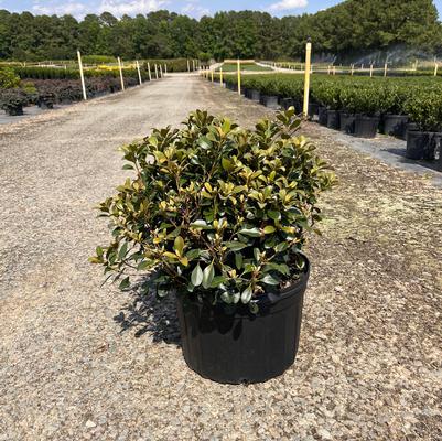 Acer saccharum 'Legacy'