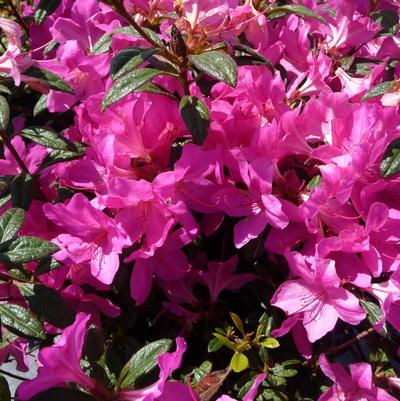 Acer campestre 'Evelyn'