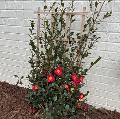 Buxus microphylla var. Koreana 'Wintergreen'