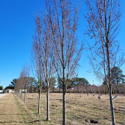 Quercus bicolor