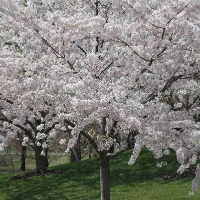 Prunus mume 'Peggy Clarke'