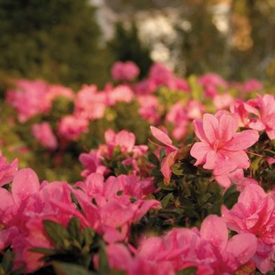 Rhododendron  'Formosa'