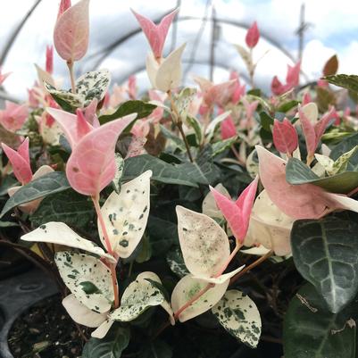 Rhododendron  'George Tabor'