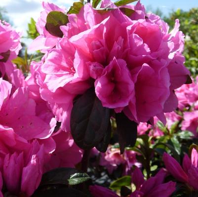 Camellia japonica 'April Kiss'