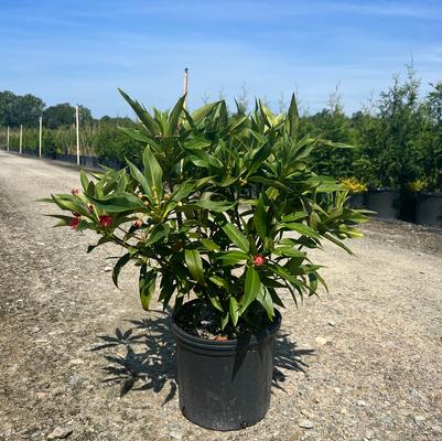 Camellia japonica 'Kramer's Supreme'
