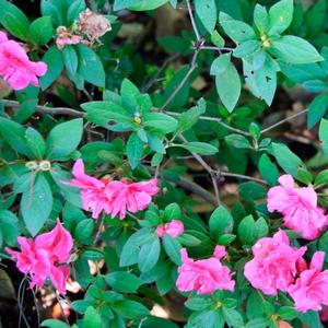 Camellia sasanqua 'Yuletide'