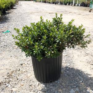Lagerstroemia indica 'Natchez'