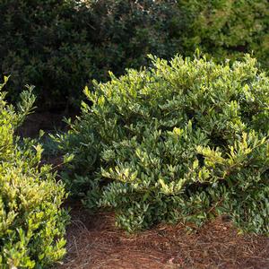 Lagerstroemia indica 'Whit VII'