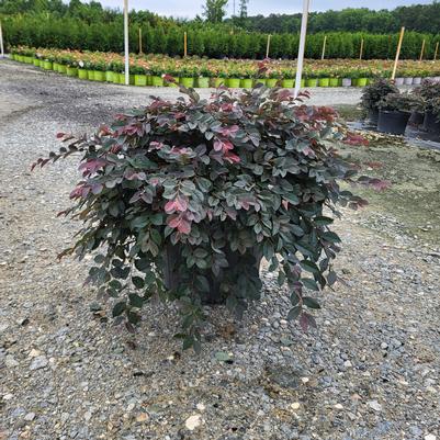 Betula nigra 'Summer Cascade'