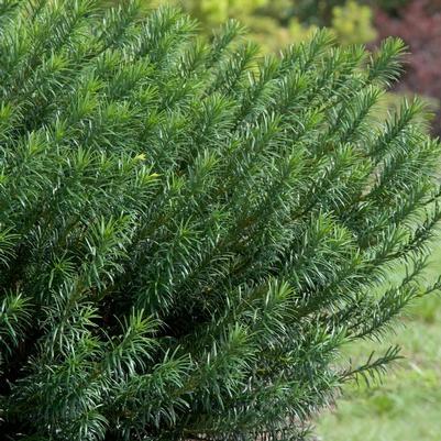 Chamaecyparis pisifera 'Bright Gold'