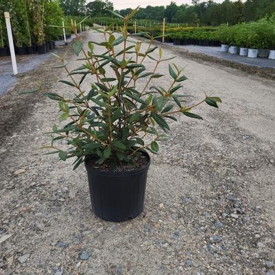 Nerium oleander 'Calypso'