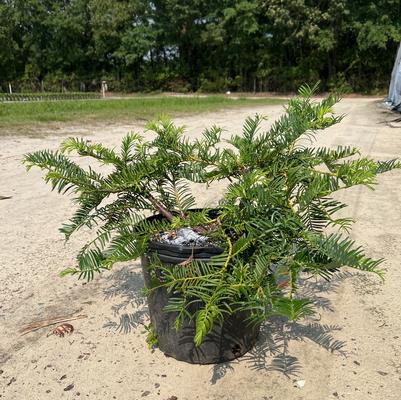 Prunus caroliniana