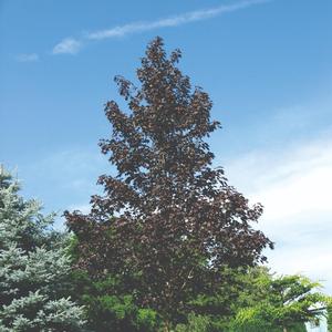 Ilex cornuta 'Fineline'