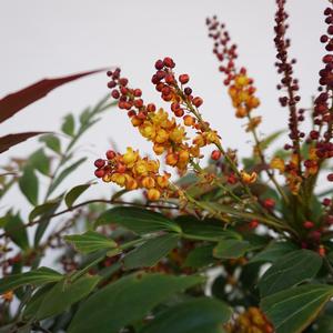 Ilex cornuta 'O' Spring'