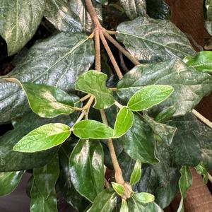 Podocarpus macrophyllus 'Pringles Dwarf'