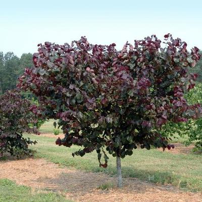 Clethra alnifolia 'Ruby Spice'