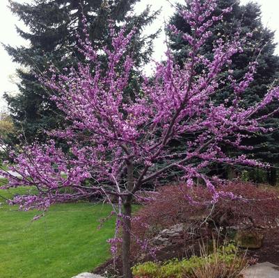 Cryptomeria japonica 'Black Dragon'