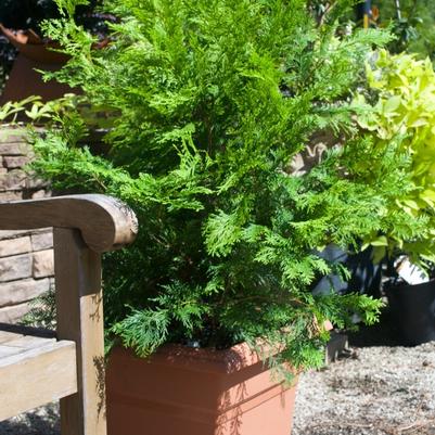 Cryptomeria japonica 'Globosa Nana'