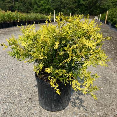 Cryptomeria japonica 'Yoshino'