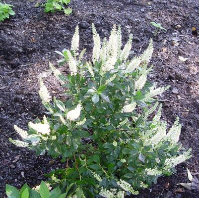 Cupressocyparis X leylandii