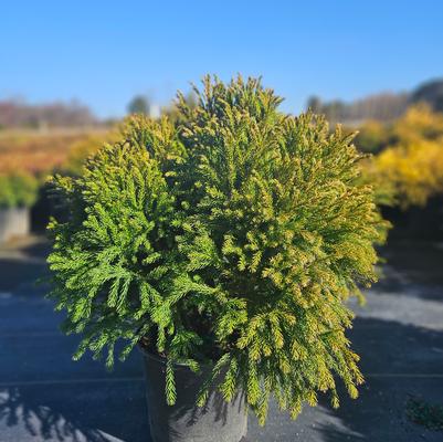 Eleagnus pungens 'Fruitlandii'