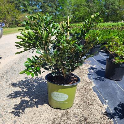 Euonymus japonicus 'Greenspire'