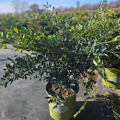 Euonymus japonicus 'Silver King'