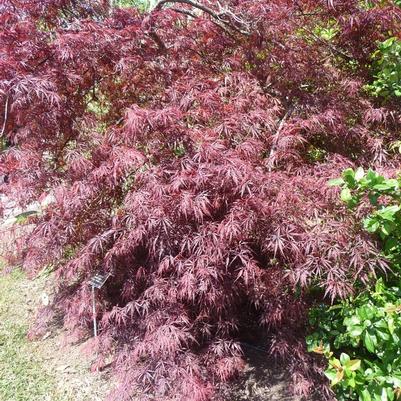 Abelia X  chinensis 'Rose Creek'