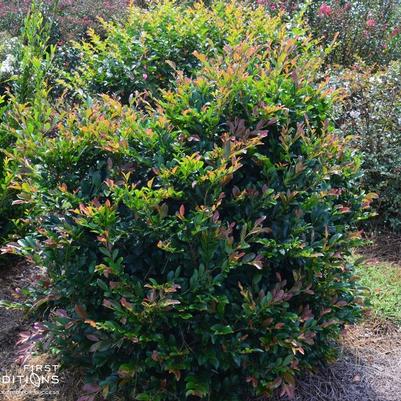 Gardenia jasminoides 'August Beauty'