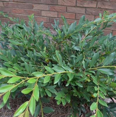 Gardenia jasminoides 'Frost Proof'