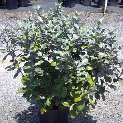 Ilex cornuta 'Burfordi'