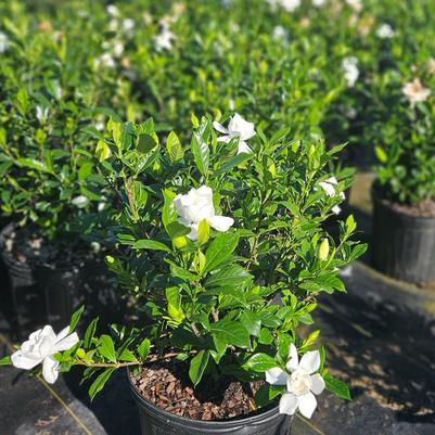 Ilex cornuta 'Carissa'