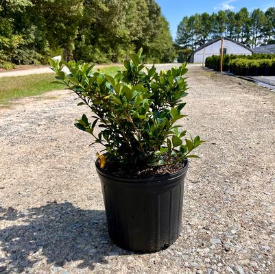 Ilex crenata 'Chesapeake'