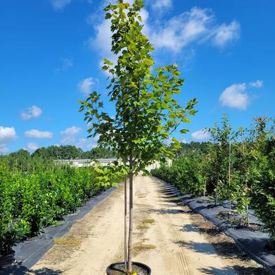 Thuja occidentalis 'Degroot's Spire'