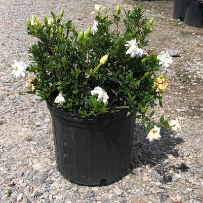 Ilex crenata 'Compacta'