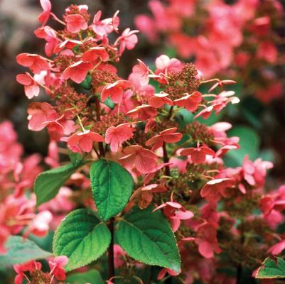 Ilex crenata 'Hoogendorn'