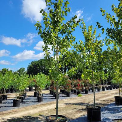 Thuja occidentalis 'Emerald ('Smaragd')'