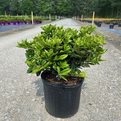 Ilex vomitoria 'Shadow's Female'