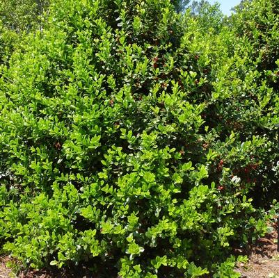 Ilex crenata 'Sky Pencil'