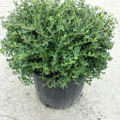 Ilex crenata 'Steeds'