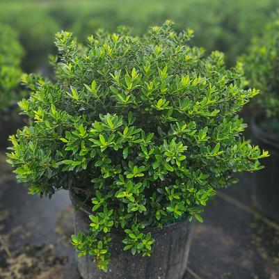 Ilex vomitoria 'pendula'