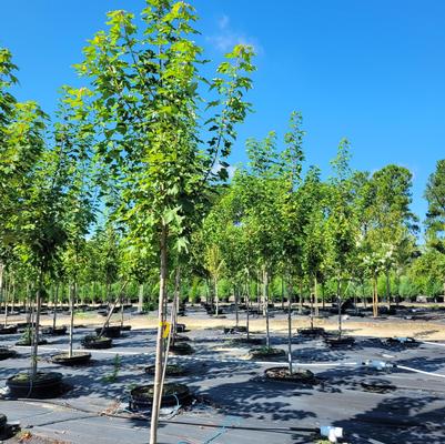Thuja occidentalis 'Golden Globe'